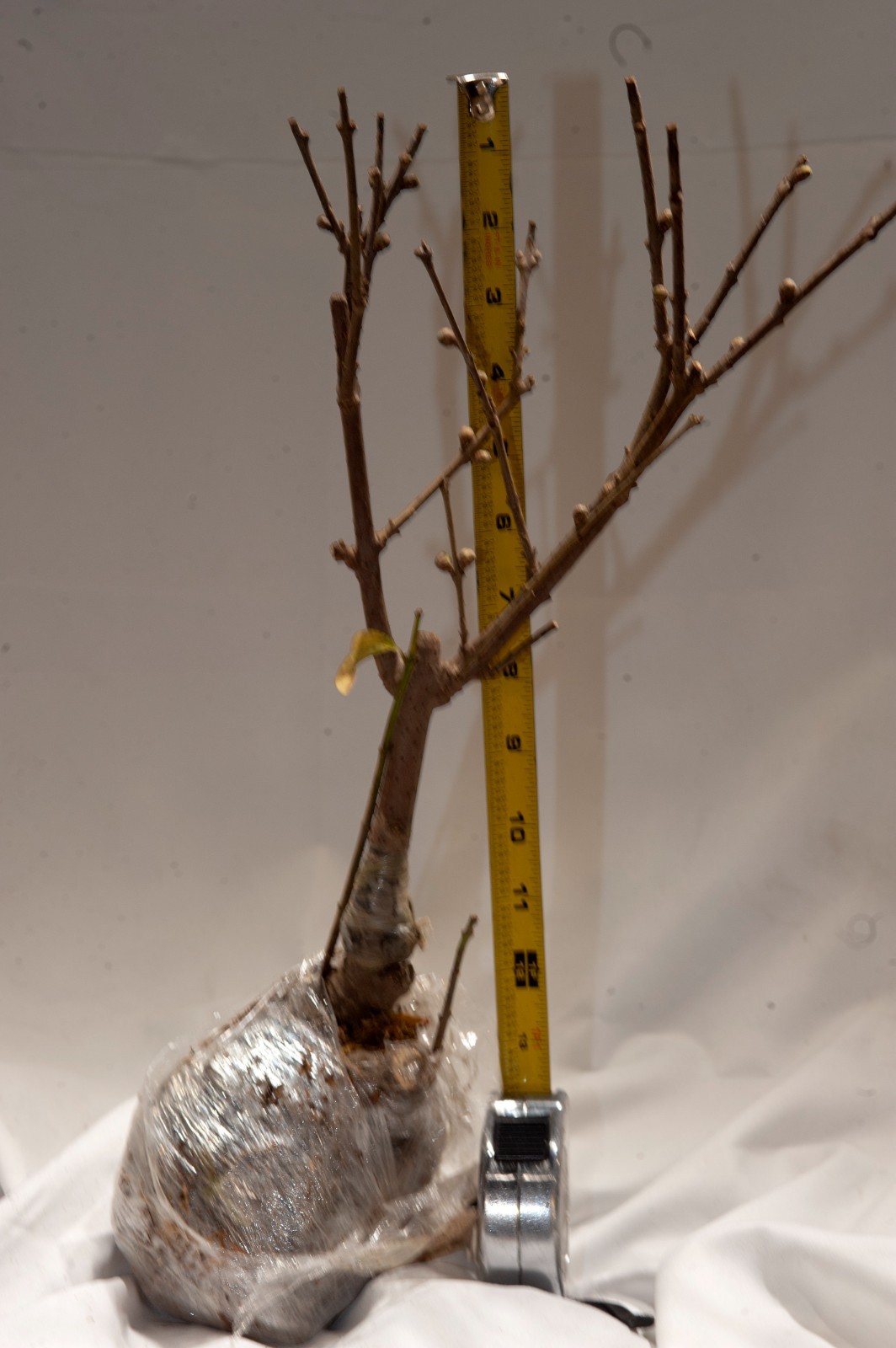 One Wintersweet Chimonanthus, 5 yr bonsai tree. Grafting on wild rootstock