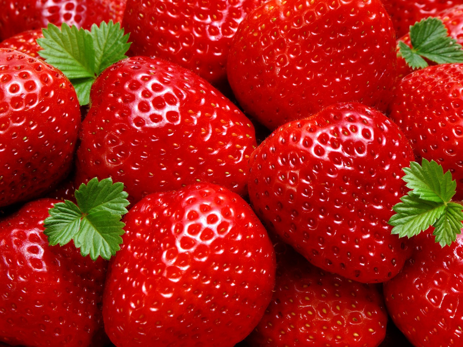 12 Strawberry Plants “Ozark Beauty” Everbearing (Pack of 12 Bare Root) Zone 4-9