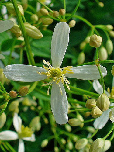 Clematis recta | Upright Clematis | Ground Virginsbower | 10 Seeds