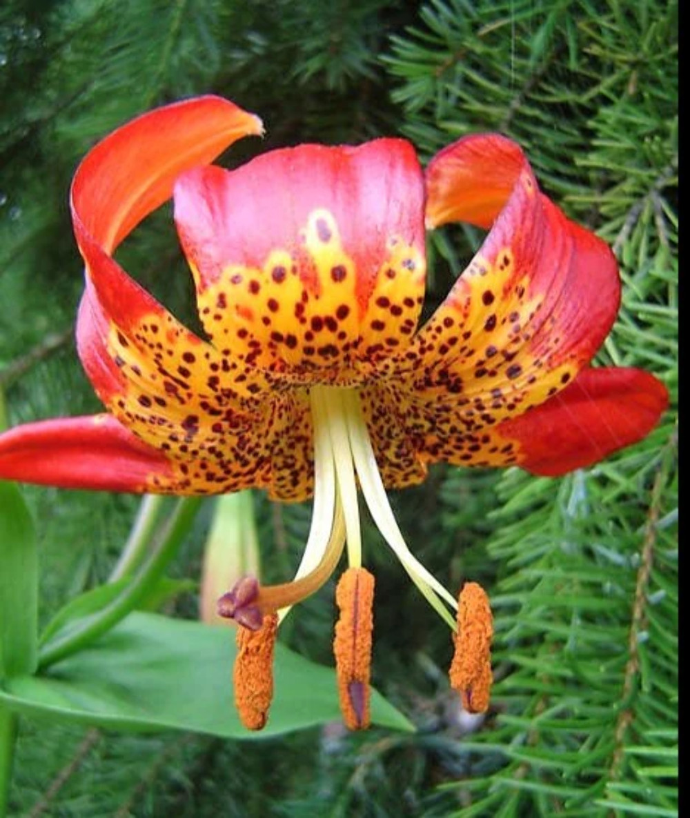 10 LEOPARD LILY California Tiger Lilium Pardalinum Yellow Orange Red Flower Seed