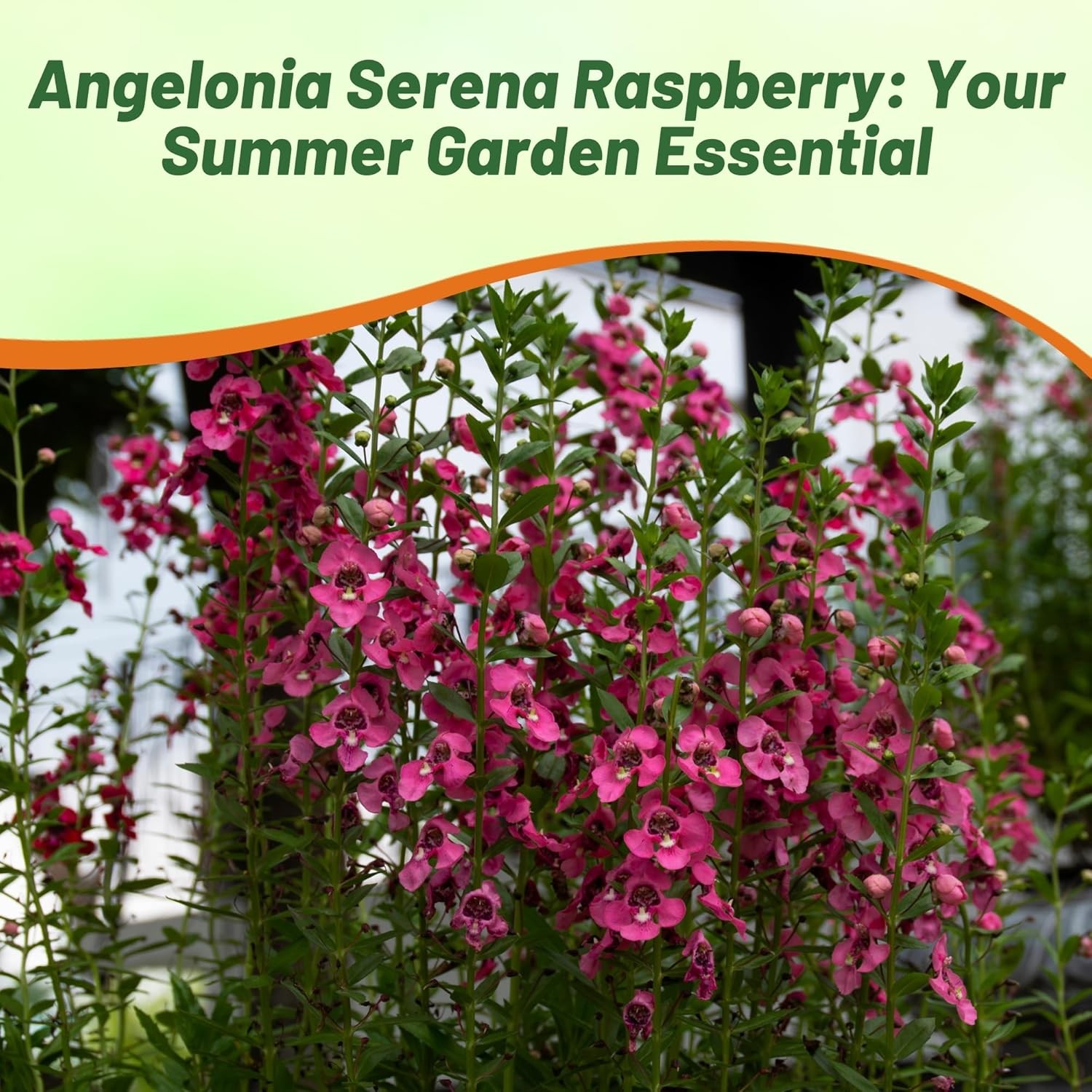 15 Seeds Drought Tolerant Raspberry Angelonia Serenita Garden Flower Plant Seeds