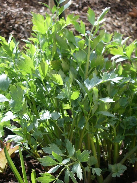 500 Lovage Seeds ~ Levisticum officinale ~ Non-GMO Heirloom Lovage