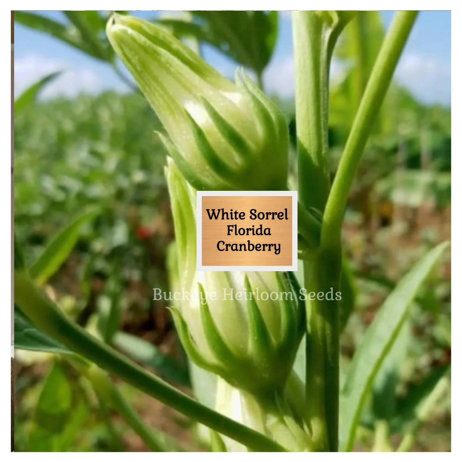 ‘White’ Roselle Seeds | 25 Seeds | Florida Cranberry | Hibiscus sabdariffa Seeds