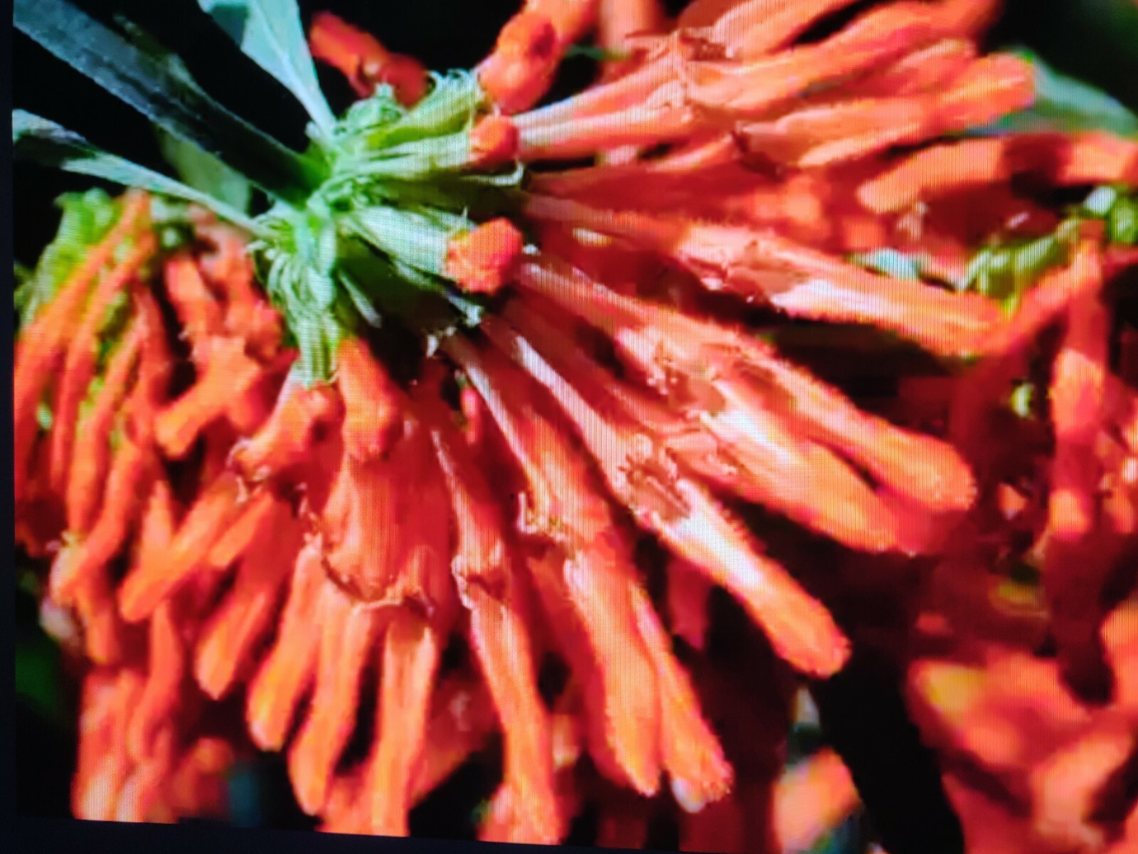 100 WILD DAGGA SEEDS(LEONOTIS LEONURUS/SEMILLAS DE COLA DE LEON