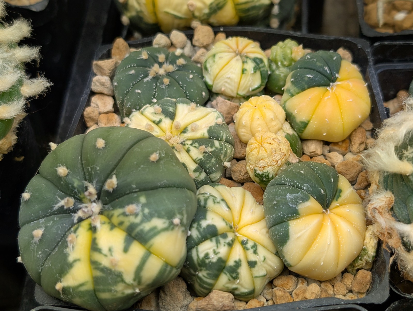 Astrophytum asterias “Mixed Cultivar” 100 Seeds