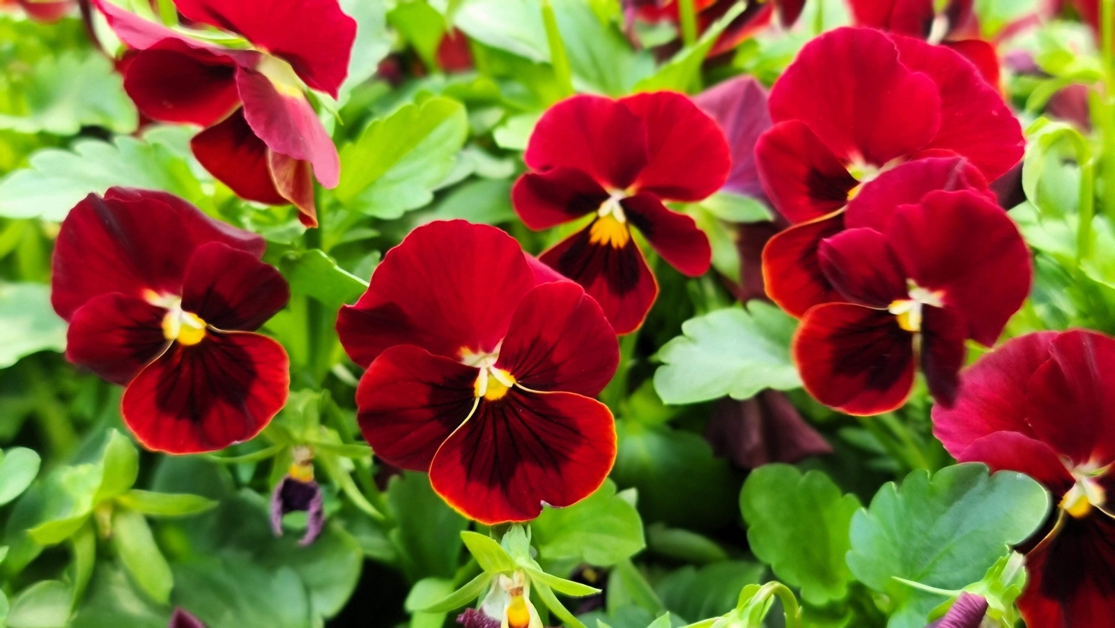 50 RED & BROWN PANSY Swiss Giant Viola Wittrockiana Violet Flower Seeds *Flat SH