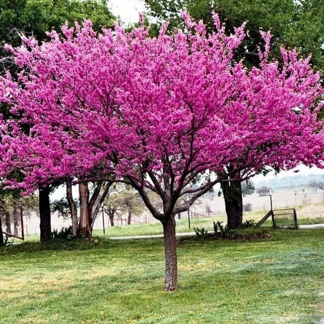Eastern Redbud Tree Cercis Canadensis Seeds Free Shipping!