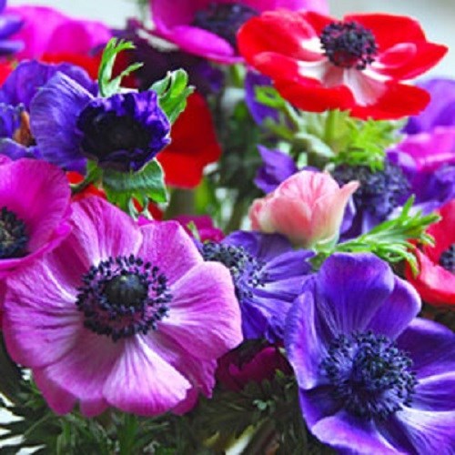NEW! 20+ ANEMONE DECAEN MIX FLOWER SEEDS / PERENNIAL