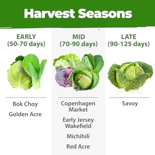 Cabbage Seeds 7 Variety Mix 2000+ Heirloom Non-GMO, High 7-Pack Veg Seed Vault