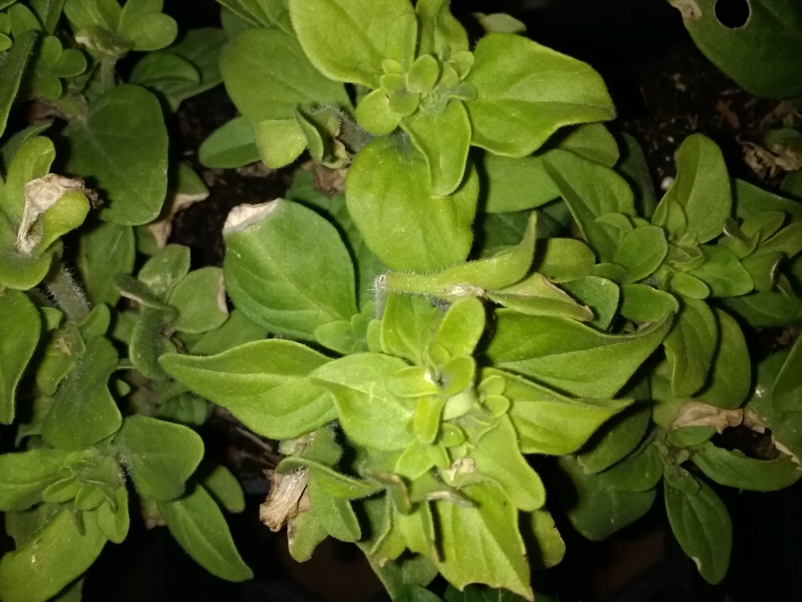 Petunia annual flowers, BUY 6 GET 6 FREE (Total 12 count plants with roots)