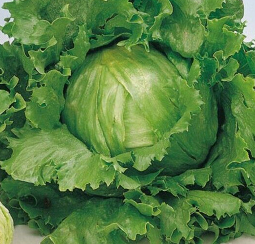 2g Fresh | NON-GMO | Crisp Great Lakes 659 Premium Lettuce Seeds-B 40