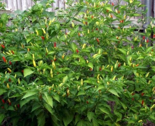 30+Tabasco Hot Pepper Seeds Hot Chili Pepper Made Tabasco Sauce Fresh Garden USA