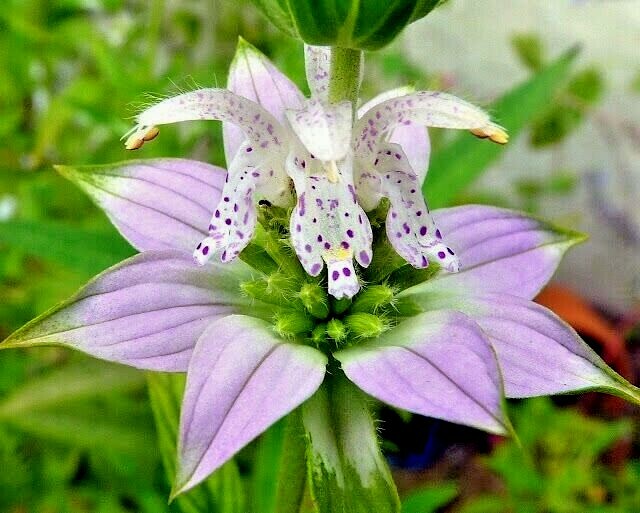 301+SPOTTED BEE BALM Flower Seeds Native Wildflower Herbal Tea Medicinal Plant