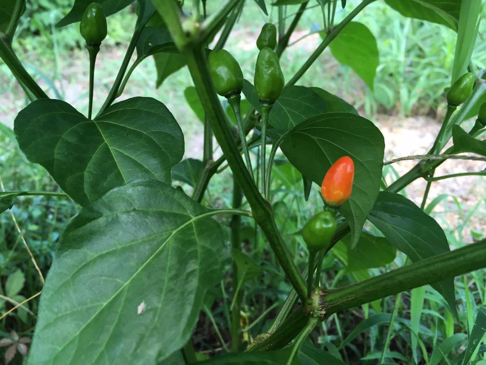 15 CHILTEPIN BIRDS EYE – BIRD PEPPER SEEDS RARE HOT 2024 – PRODUCTIVE PLANTS !!