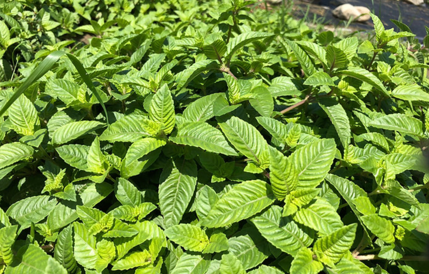 BLACK HERB GRASS JELLY SEEDS / HẠT SƯƠNG SÁO THẠCH ĐEN/ 台灣仙草