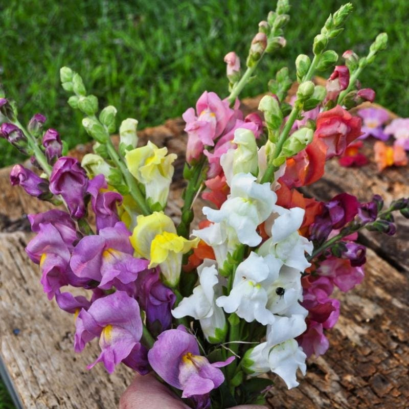 1500+ Snapdragon Tall Mix Seeds – Tall Flower ———– BRIGHT MIXED COLORS