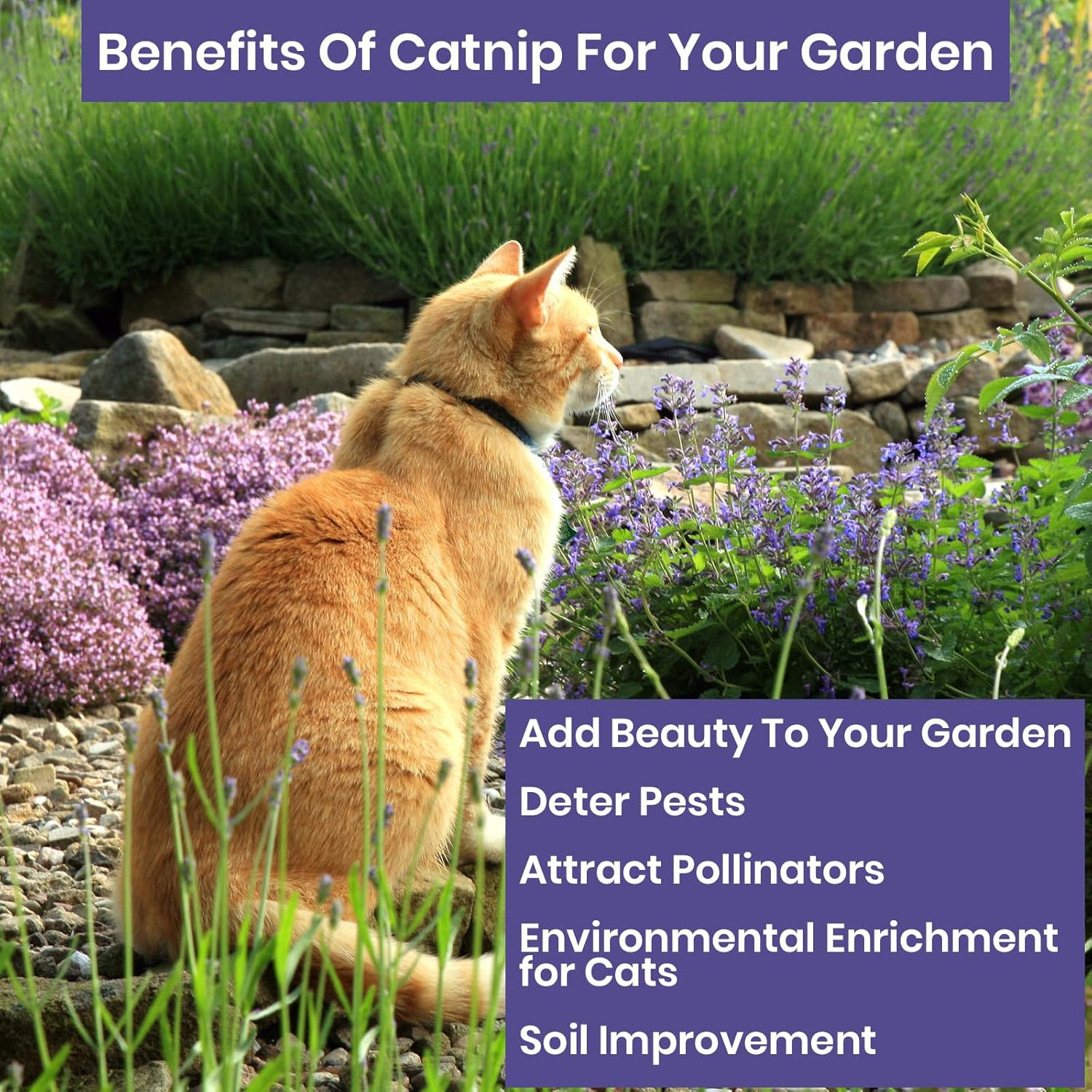 Catnip for Planting, 2.6 Grams, 4400+ Herb , Indoor or Outdoor Growing, Your Ca