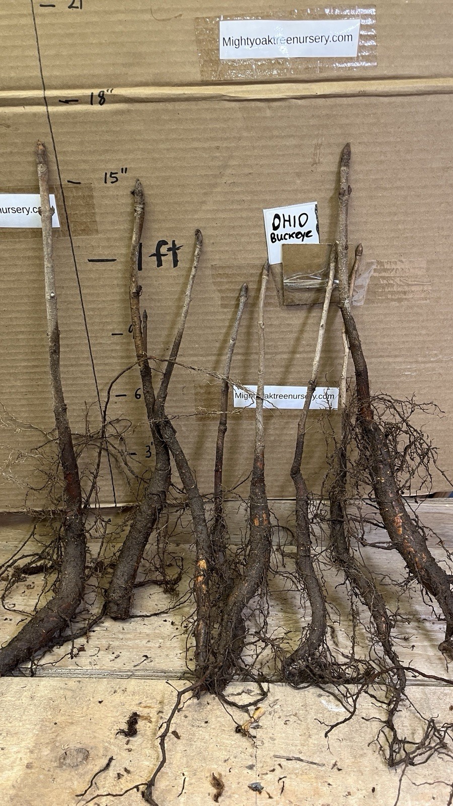6-12” tall Ohio Buckeye (Aesculus glabra) 1-2 year old tree, bare root plant