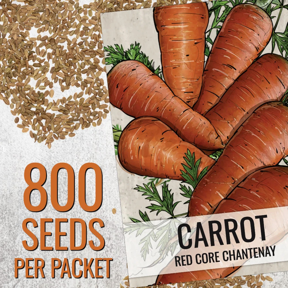 Red Core Chantenay Carrot Seeds For Planting (Daucus carota)