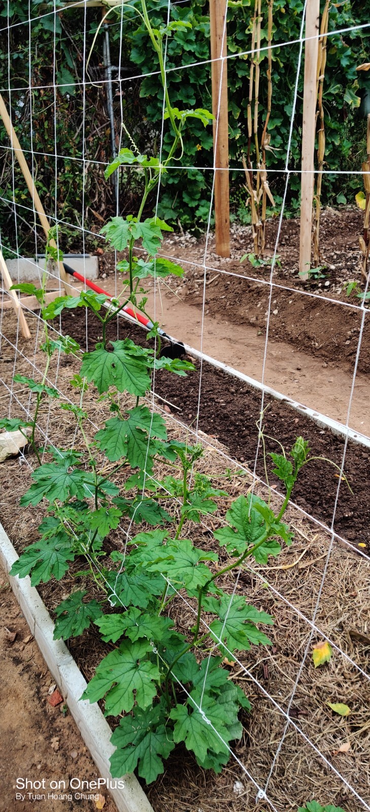 10 Bitter melon Seeds / khổ qua