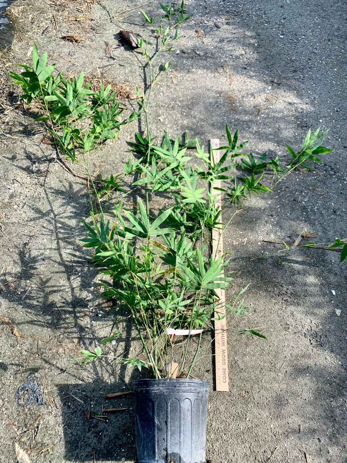 Guadua Bamboo – Guadua angustifolia **CLUMPING**