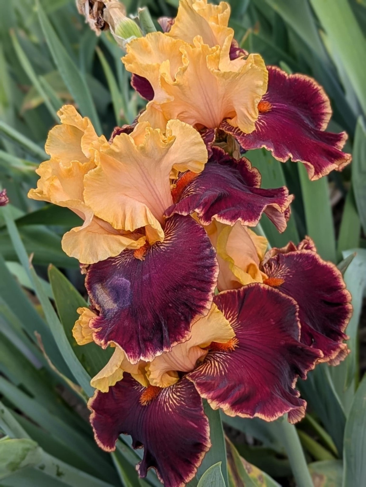 ‘Glamour Pants’ TB Bearded Iris Rhizome PRE-SALE to Ship Aug/Sept