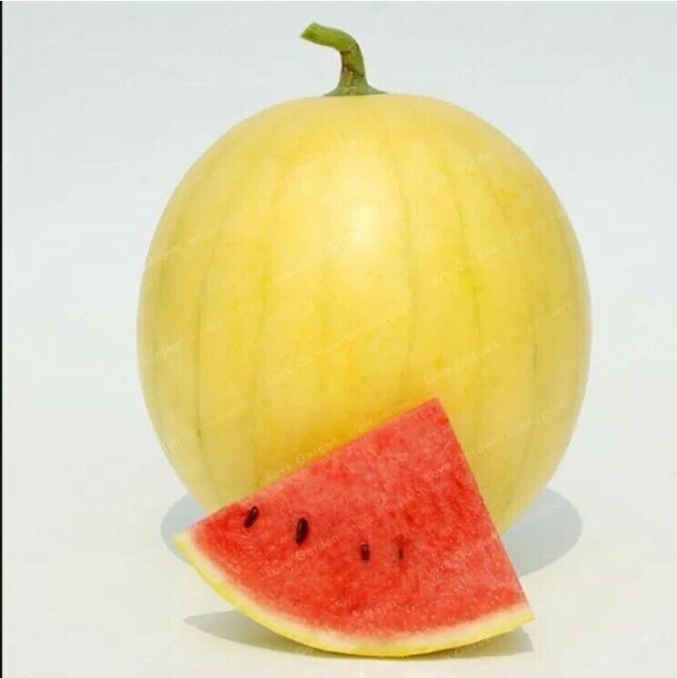 Heirloom ‘Huang Pi Qiu’ Yellow Skin Red Seedless Watermelon -20PCS Seeds