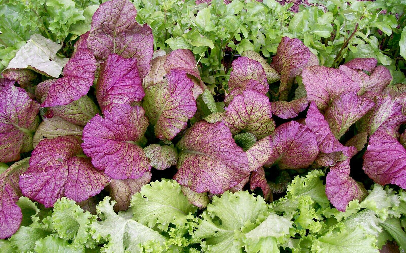 1000 GIANT RED MUSTARD SEEDS FRESH HARVEST FOR 2024 GARDENS