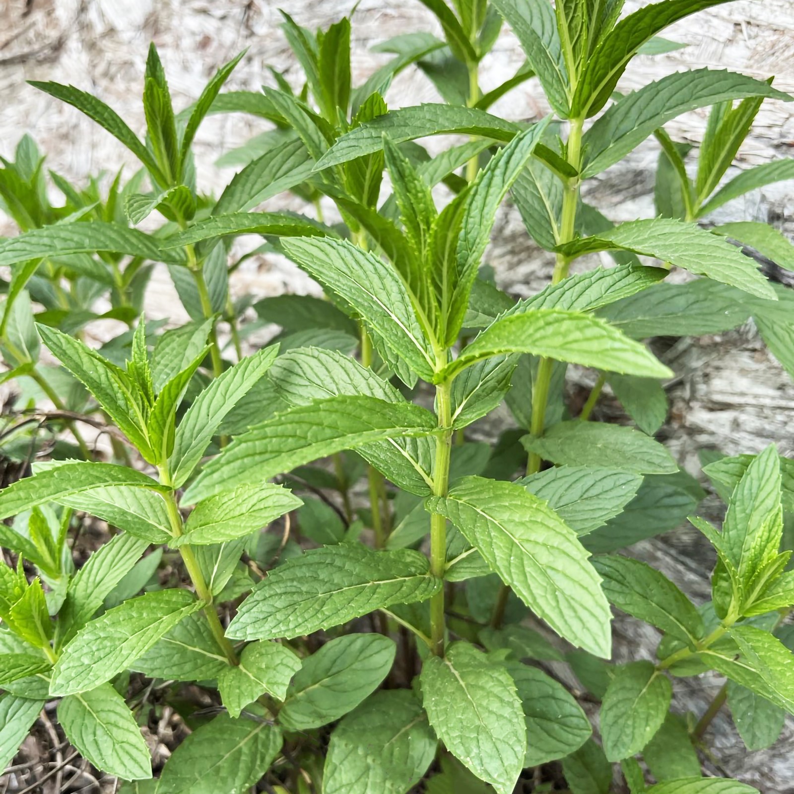 3 Plant Mint Spearmint Live Plant Edible Aromatic Herb Plant, Organic