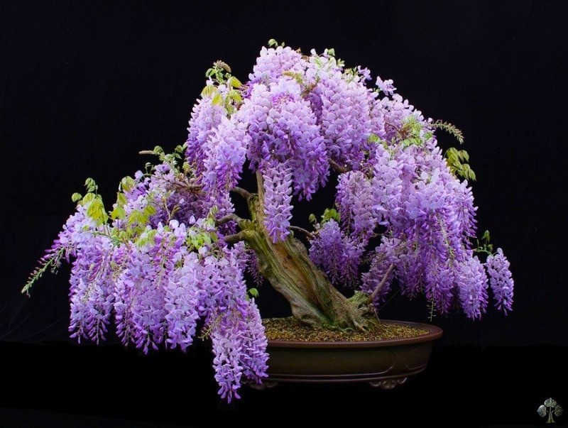 100 Purple Wisteria Flowering Bonsai Tree Seeds & FREE Growing Guide – USA 2026