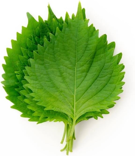 Green Shiso Seeds – Japanese Perilla Leaf Frutescens Planting Packet – Herb
