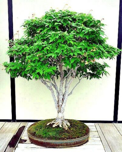 10 Japanese Grey Bark Elm (Zelkova serrata) Tree Seeds Bonsai Very FAST Growing!