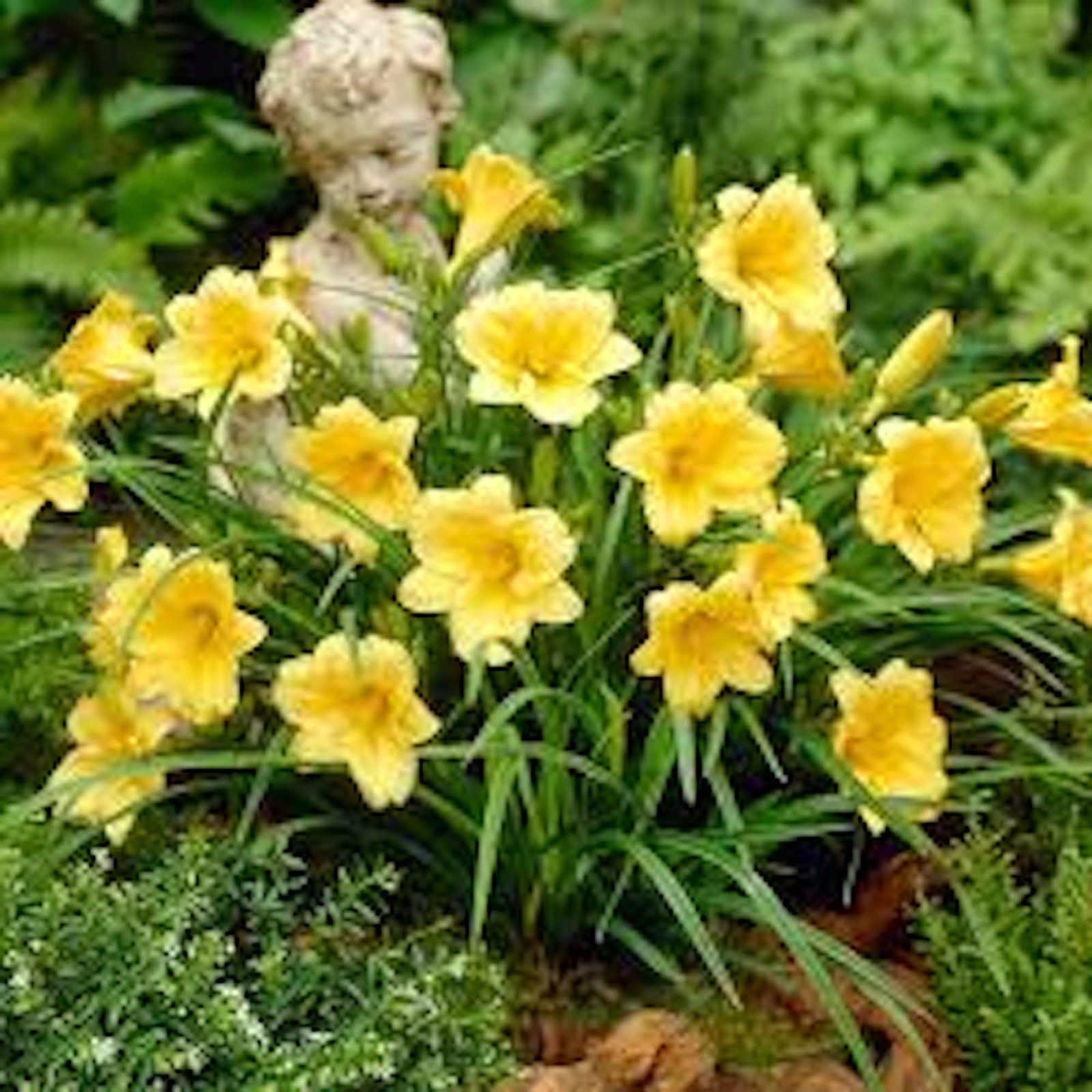 10 Stella de Oro Daylily Hemerocallis Golden Yellow Daylily Bare root