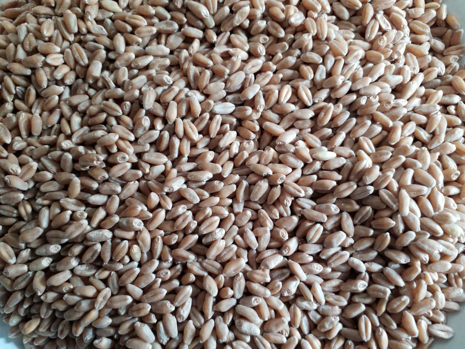 1 Lb (16 ounces) Semillas de Trigo Orgánicas/Organic Wheatgrass Seeds