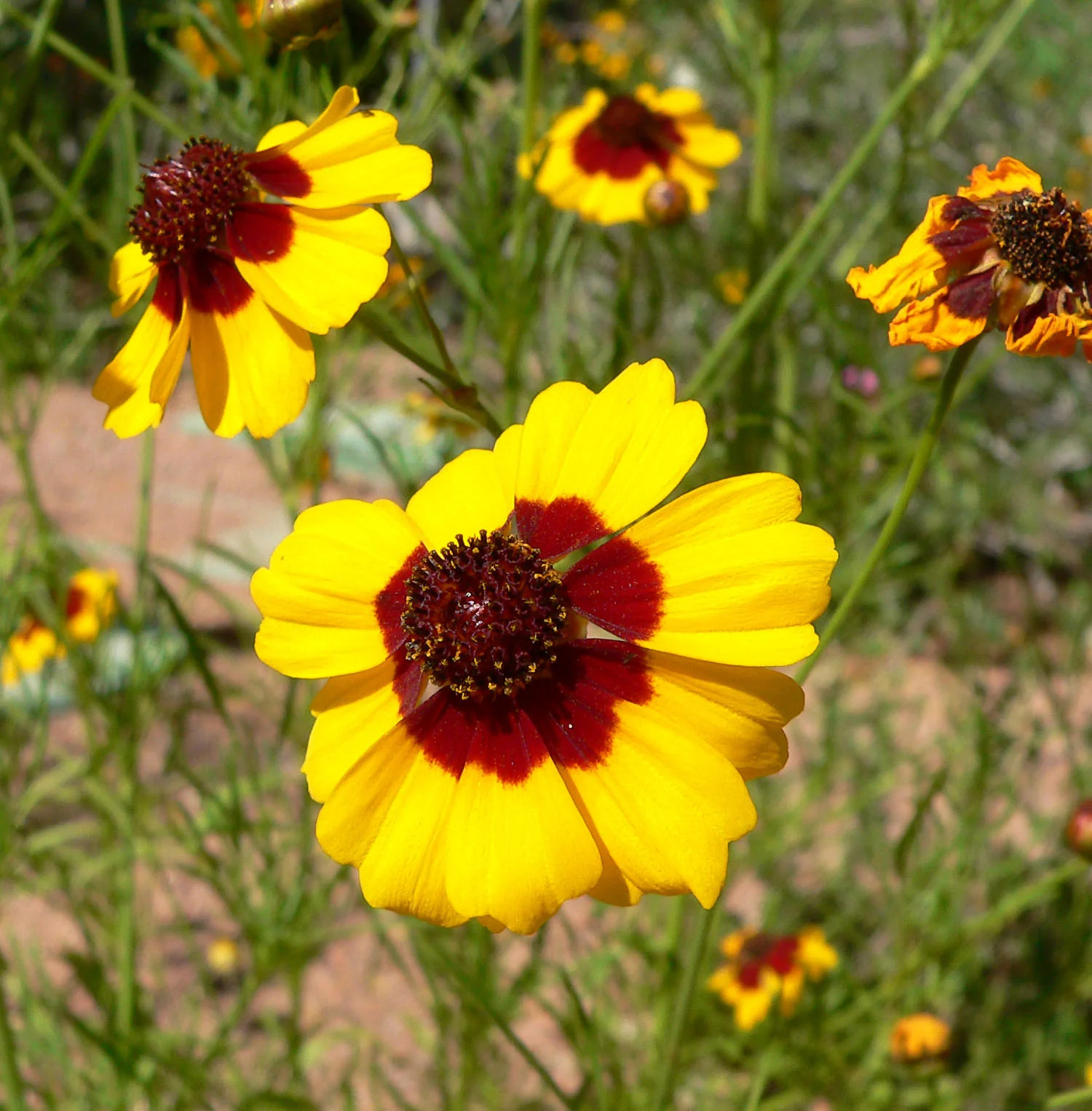 Plains Coreopsis Seeds | Mississippi Tickseed Calliopsis Wildflower Seed 2025
