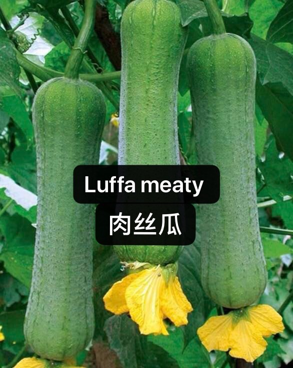 20Luffa Gourd – Loofah Sponge SEEDS Heirloom 20粒传统肉丝瓜种子 2023年新种子