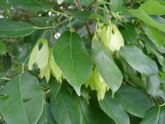 20 CHINESE EVERGREEN MAPLE SEEDS – Acer coriaceifolium
