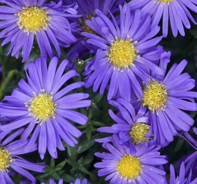30 PCS Cineraria Florists Mix Colors Seeds B56, Beautiful Garden Blooming Flower