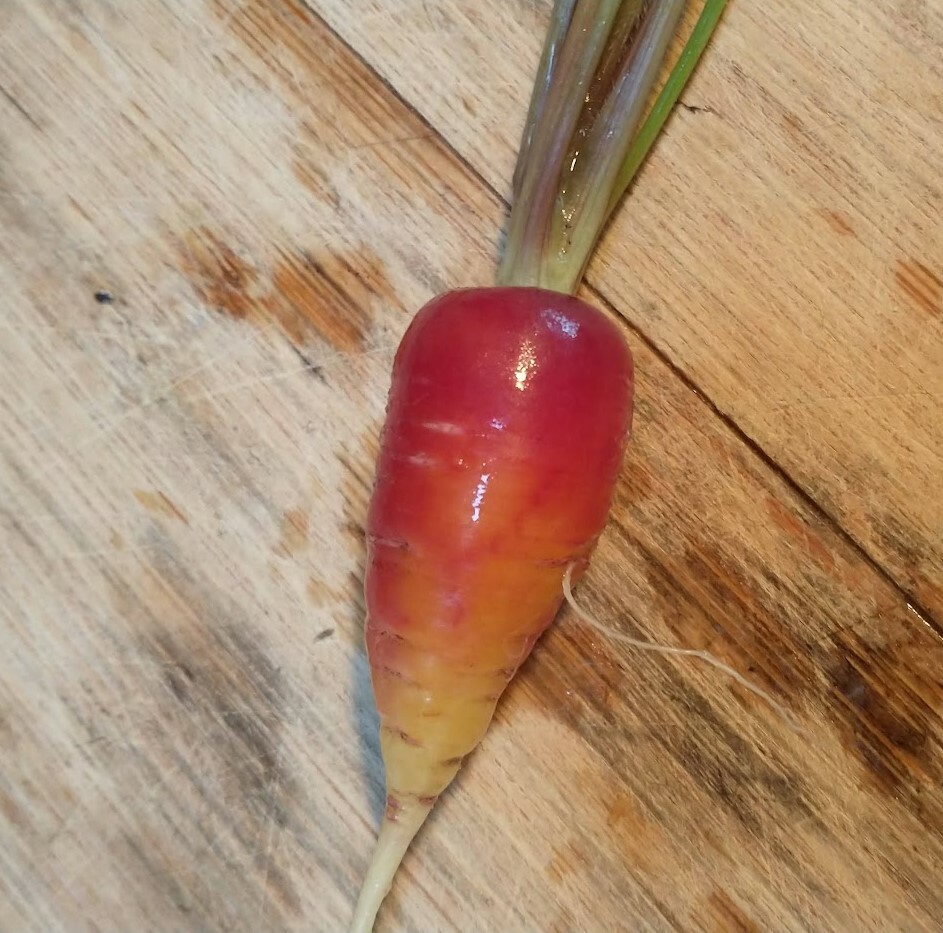 Red dragon carrot seeds 200+ seeds + Free Shipping