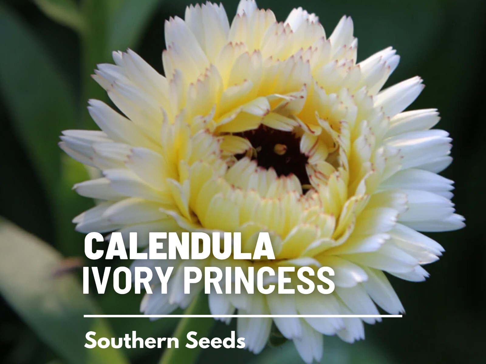 Ivory Princess Calendula Seeds, Heirloom Flower, Culinary and Medicinal, USA Gro