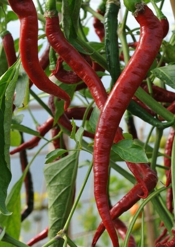 RED CAYENNE PEPPER SEEDS 50+ LONG THIN health HERB HOT SPICY FREE SHIPPING