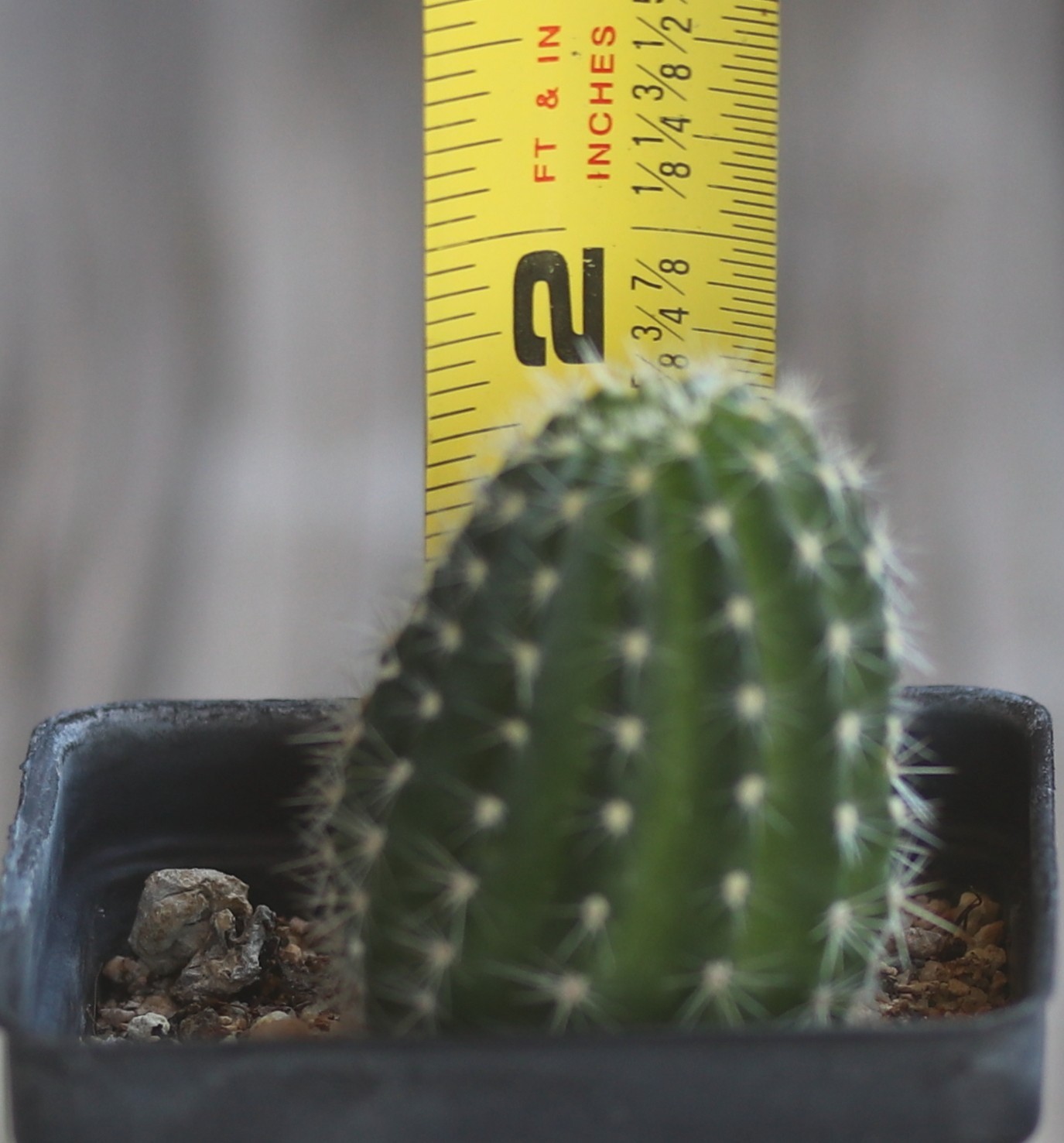 Echinopsis hybrid ‘Pink Stripes’