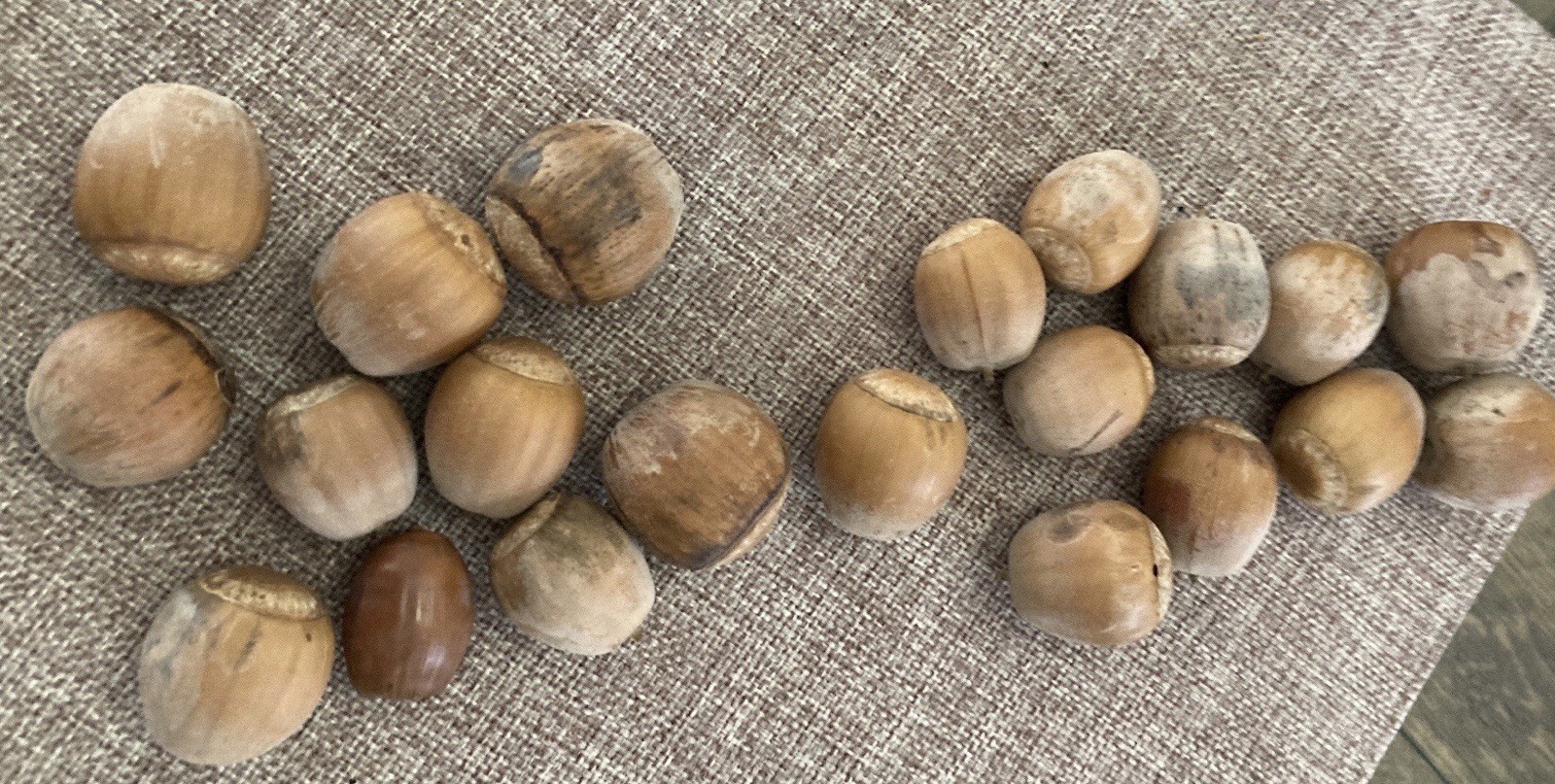 5 Lb Burr Oak Acorns Fresh 2025 Illinois Most Capped For Crafts, Wildlife, Seed