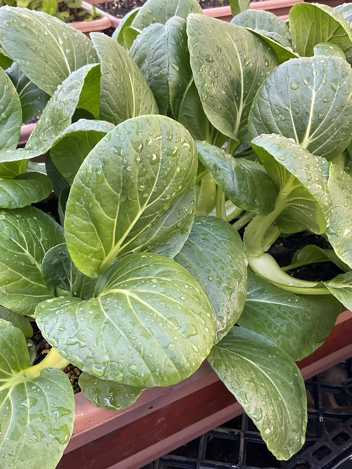 asia suzhou bokchoy seeds, organic (500 seeds)
