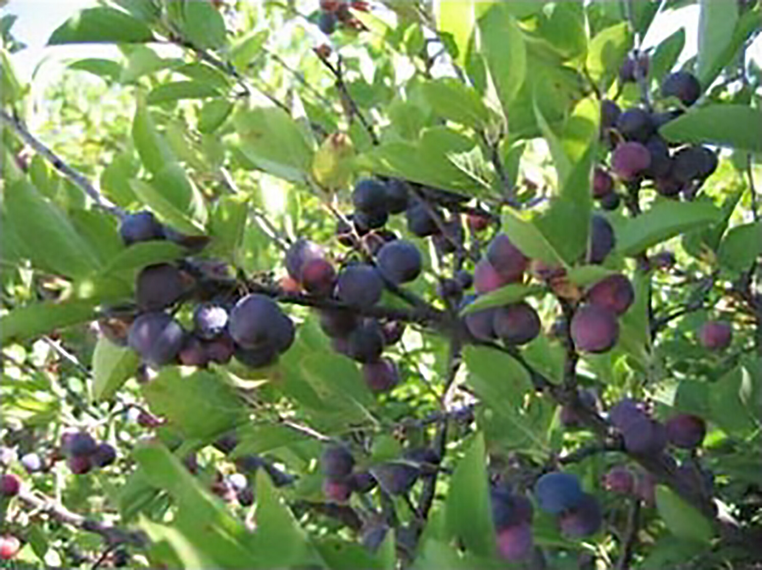 Beach Plum, Prunus maritima, Shrub Seeds