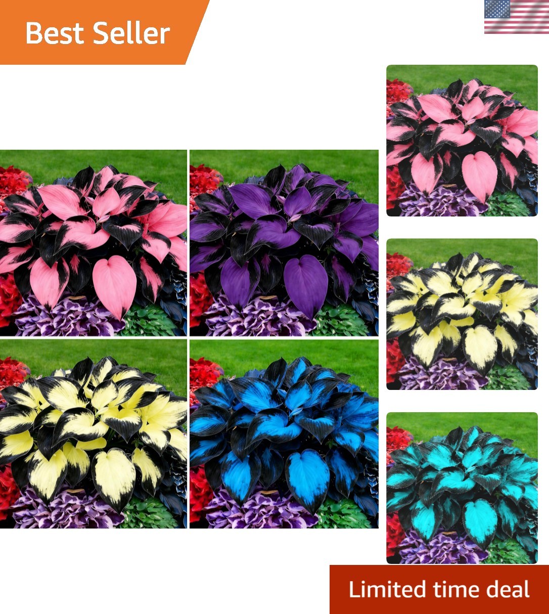 200+ Rare Non-GMO Hosta Seeds – Fragrant Perennial Flowers for Shaded Gardens