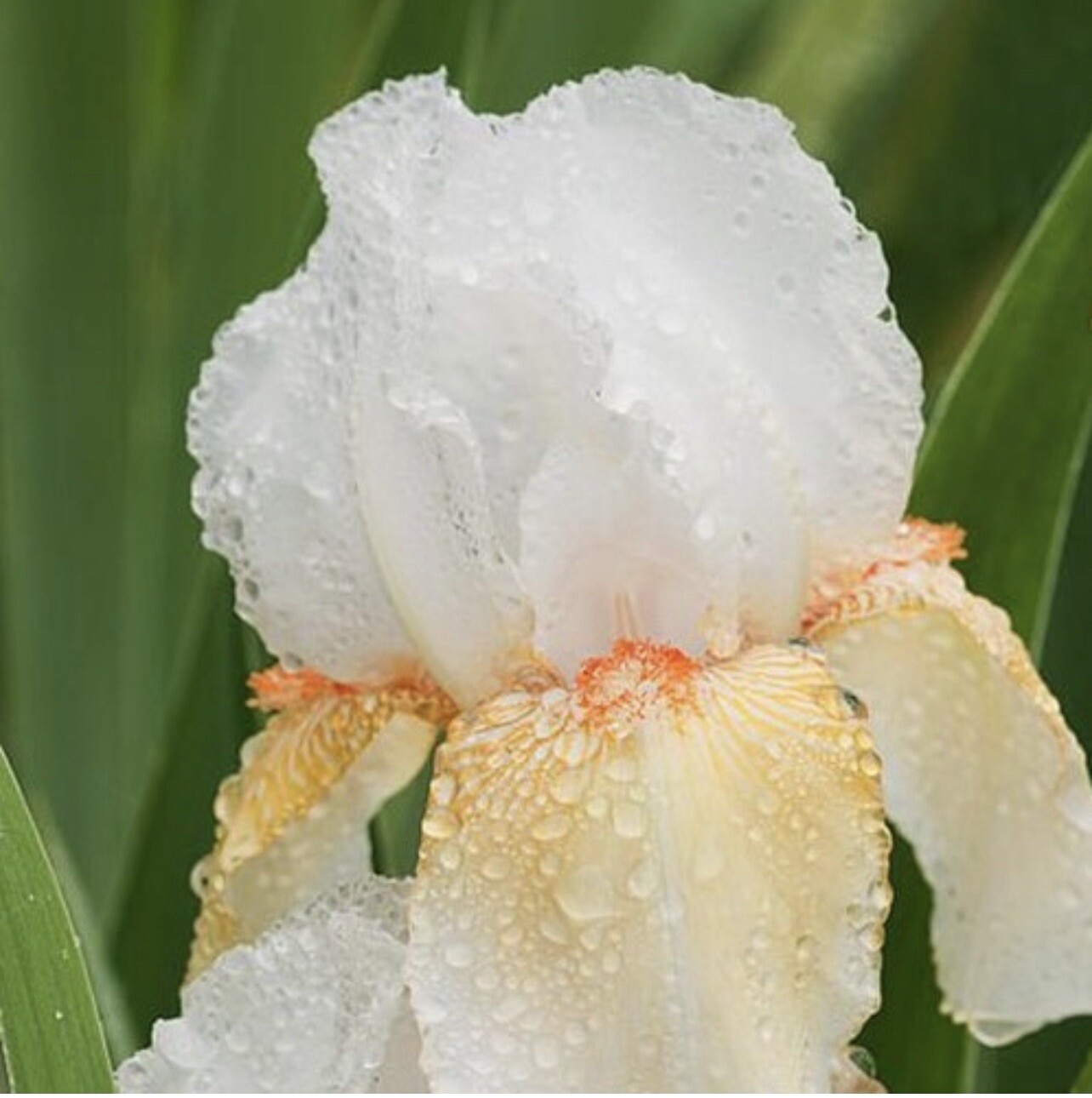 US Seller Multi-Varieties Iris Seeds, Heirloom Iris, Mixed seeds 25pcs/pack