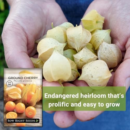 – Ground Cherries Seeds for Planting – Non-GMO Heirloom Packet with 1