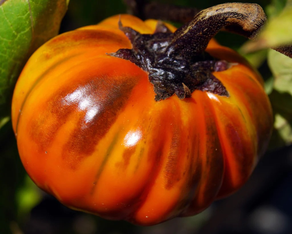 25+ TURKISH ORANGE EGGPLANT SEEDS — HEIRLOOM – ORGANIC – NON GMO ——– FRESH