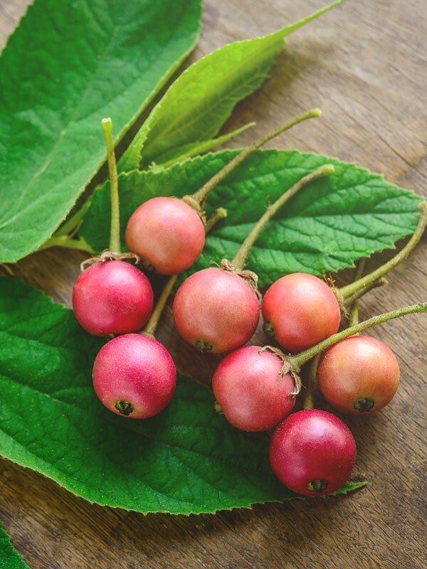 Jamaican Cherry aka Strawberry Tree Muntingia calabura ~ Rooted Starter Plant